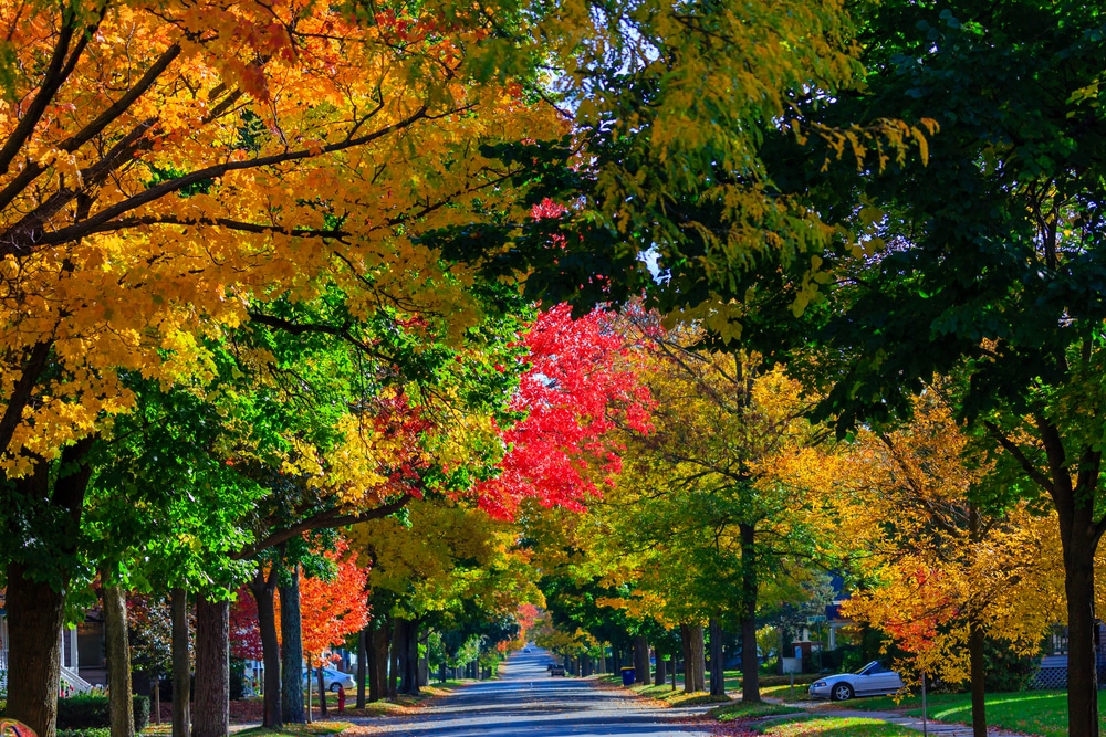 The Best Things to do in Wausau This Fall 4 Fall colors on the Streets as you enjoy the best things to do in Wausau in the fall